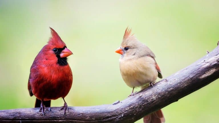 12 Humbling Bible Verses about Humility
